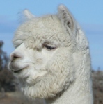 Accoyo Emmanuelle